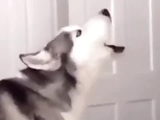 Furry Gay XXX 3
